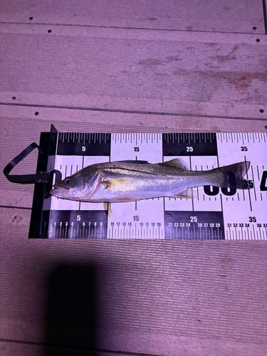セイゴ（ヒラスズキ）の釣果
