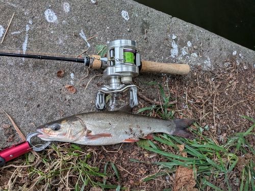 ウグイの釣果