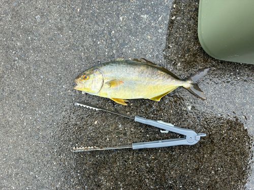ショゴの釣果