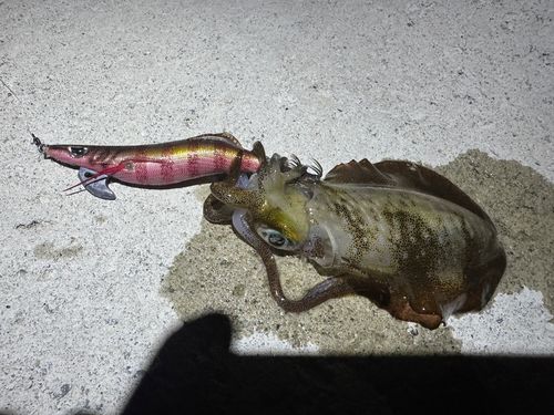 アオリイカの釣果