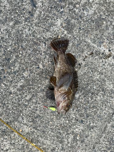 ムラソイの釣果