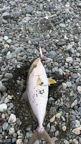 ショゴの釣果