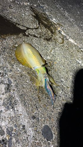 アオリイカの釣果