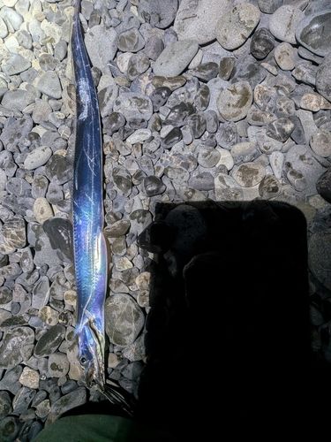 タチウオの釣果