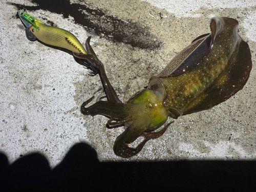 アオリイカの釣果