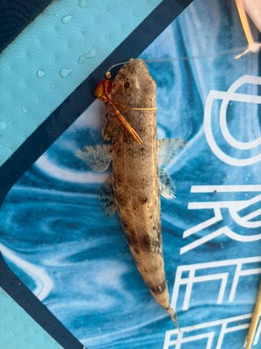 エソの釣果