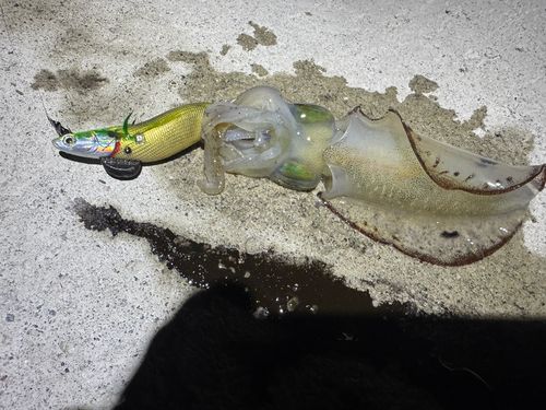 アオリイカの釣果