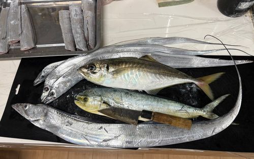 タチウオの釣果