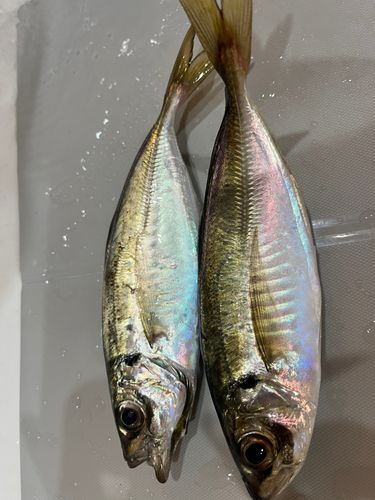 マアジの釣果