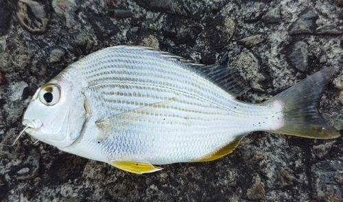 ヘダイの釣果