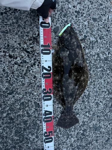 ヒラメの釣果