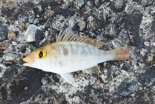 イトフエフキの釣果