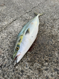 ハマチの釣果