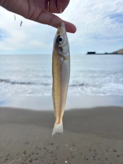キスの釣果