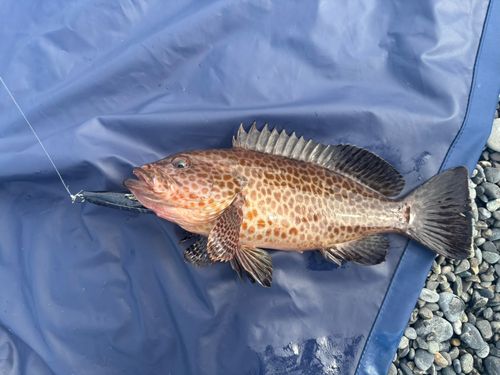 オオモンハタの釣果