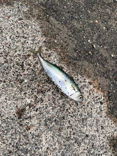サバの釣果
