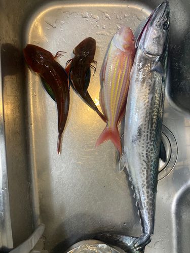 サワラの釣果