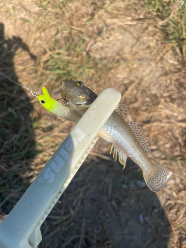 ハゼの釣果