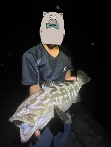 クエの釣果