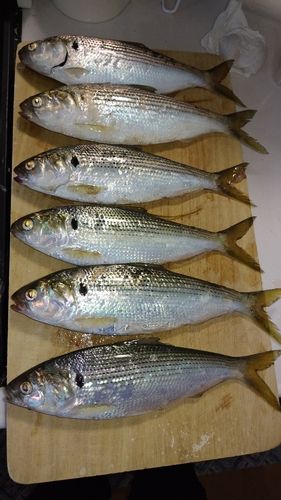 コノシロの釣果