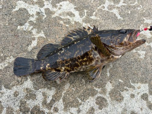 タケノコメバルの釣果