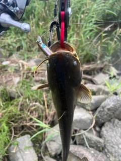ナマズの釣果