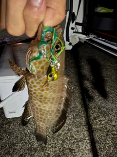 オオモンハタの釣果