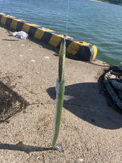 ダツの釣果
