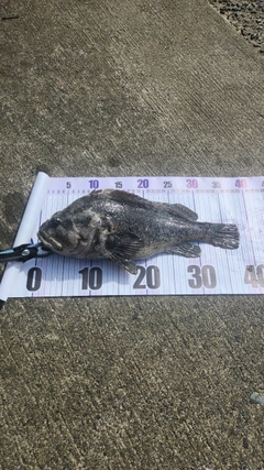 クロソイの釣果