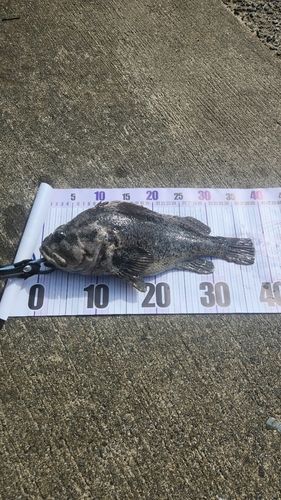 クロソイの釣果