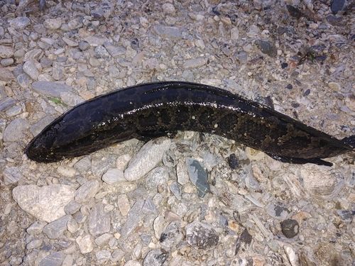 ライギョの釣果