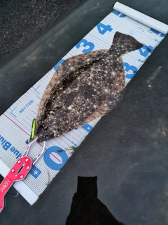 ヒラメの釣果
