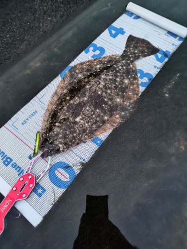 ヒラメの釣果