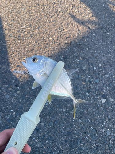 メッキの釣果