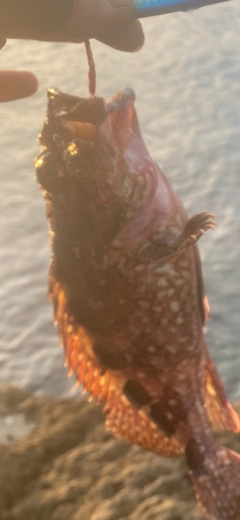 ガシラの釣果