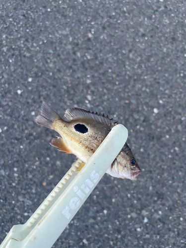 クロホシフエダイの釣果