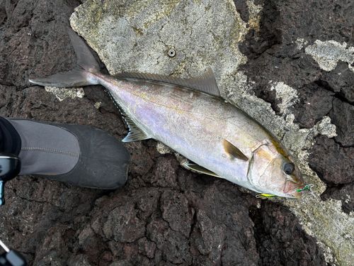 カンパチの釣果