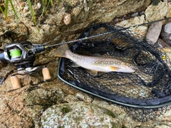アメマスの釣果