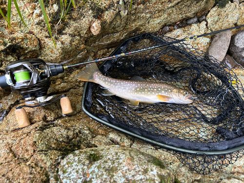 アメマスの釣果