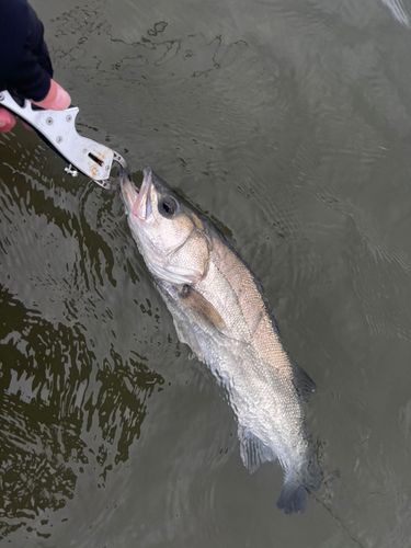 フッコ（マルスズキ）の釣果