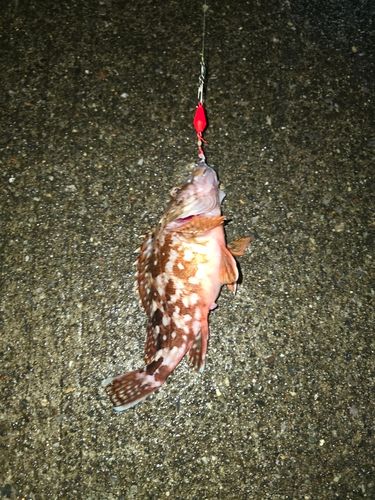 カサゴの釣果