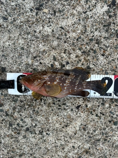 アコウの釣果