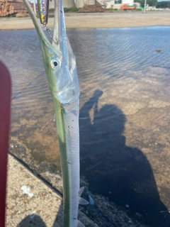 ダツの釣果