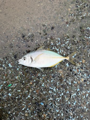 シマアジの釣果