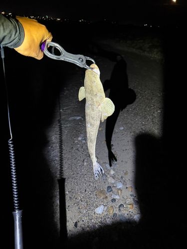 マゴチの釣果