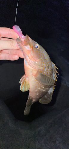キジハタの釣果