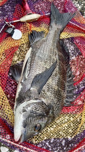 チヌの釣果