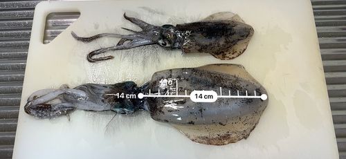 アオリイカの釣果