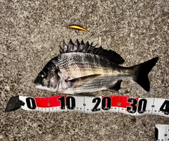 チヌの釣果