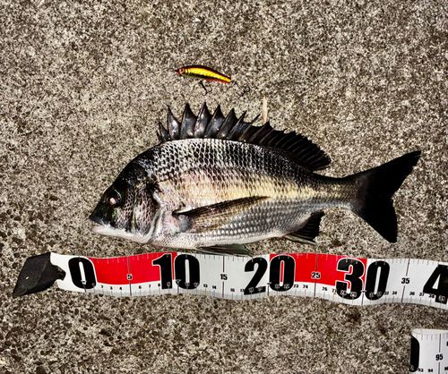 チヌの釣果